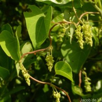 Cissampelos pareira L.